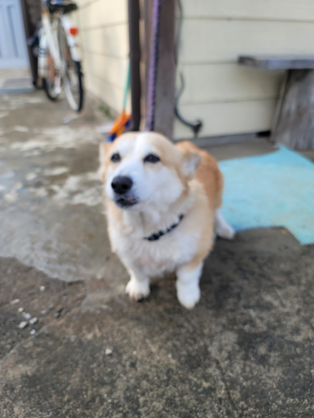 증평 가정견 훈련소_443445202400636